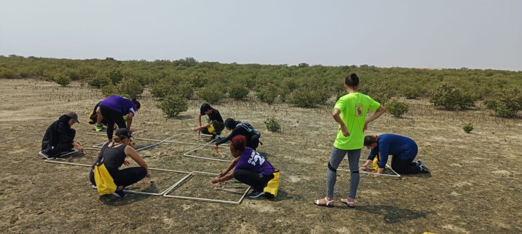 mangrove planting