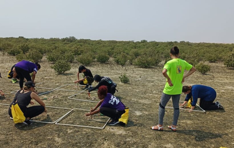 Mangrove Planting