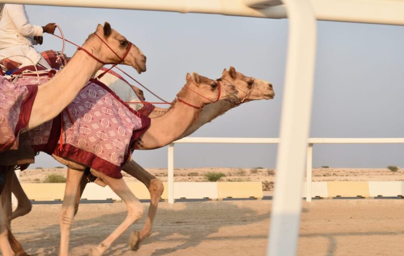 Camel Race Tour in Qatar