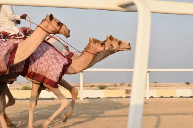 camel race tour