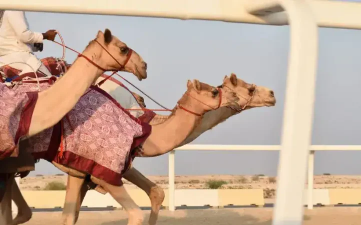 camel race tour