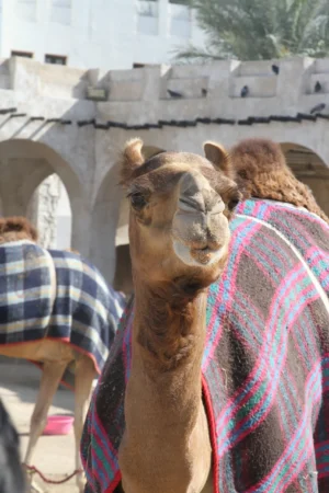 camels in doha city tour