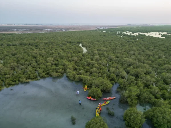 beautiful mangrove kayaking in qatar