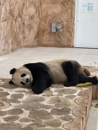 panda house tour qatar