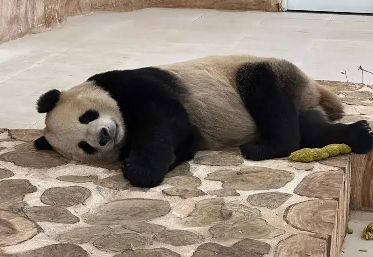 panda house tour