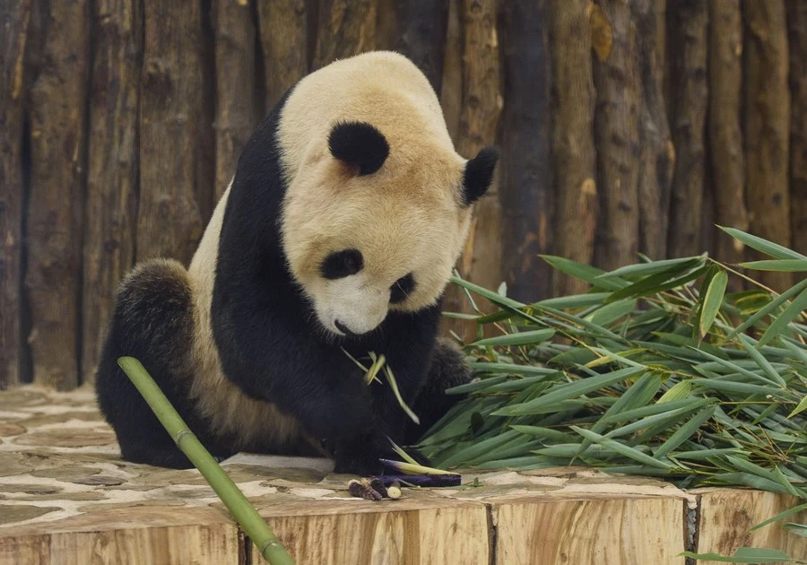 panda house qatar