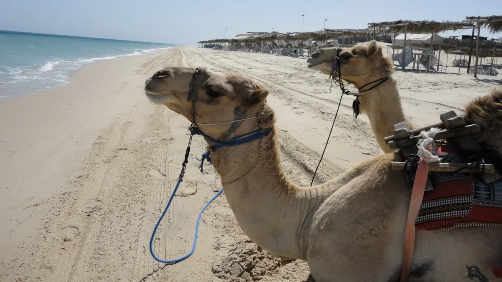 qatar beaches,
Umm Said Beach