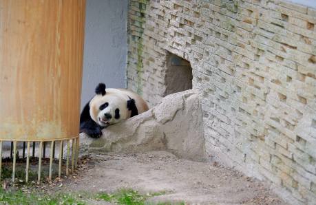 Тур в Panda House – Эль-Хор