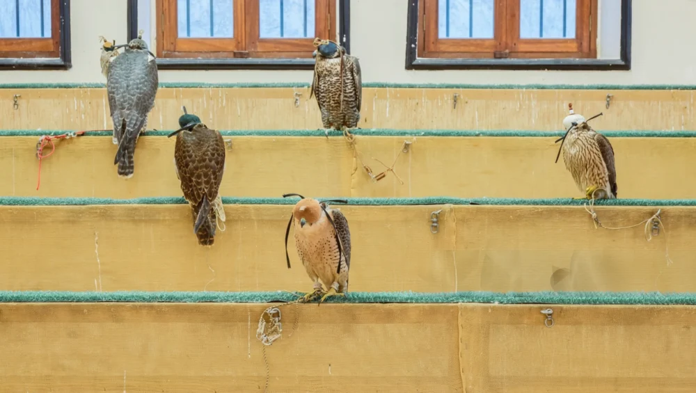Souq Wakif falcon