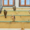 Souq Wakif falcon