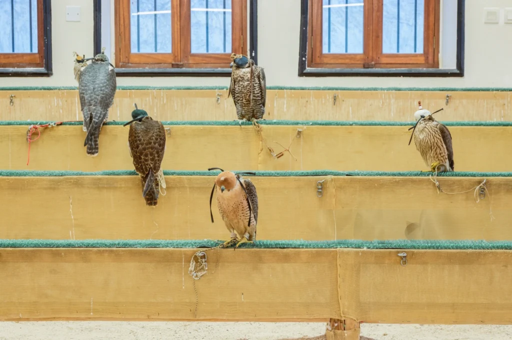 Souq Wakif falcon