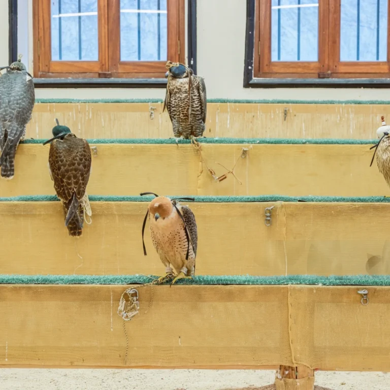 Souq Wakif falcon