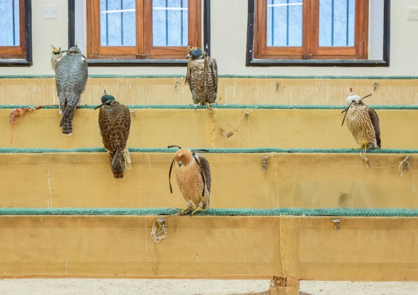 Souq Wakif falcon